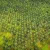 Borneo - Palm Plantation d0846